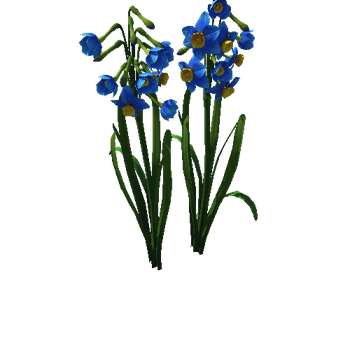Flower Narcissus tazetta5_1